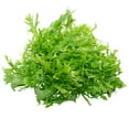 thumbnail image 1 of Endive Seeds - Salad King - 1 Oz ~25,500 Seeds - Cichorium endivia - Farm & Garden Vegetable Gardening & Microgreens Seeds - Non-GMO, Heirloom, Open Pollinated, Annual, 1 of 2