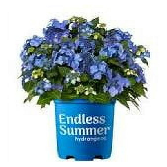 Endless Popstar Hydrangea Live Plant 12-18" in Height in a #3 Container