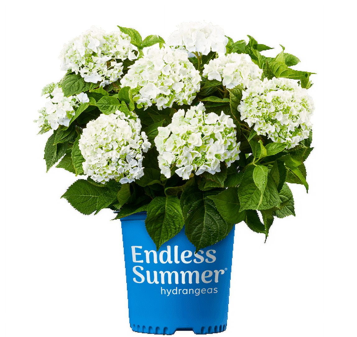 Hydrangea4937　1202 Endless Summer 1.0 GL Flowering Hydrangea Blushing Bride