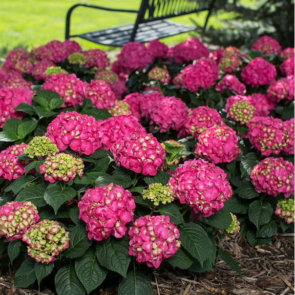 Endless Summer 1 gal Crush Hydrangea Live Shrub