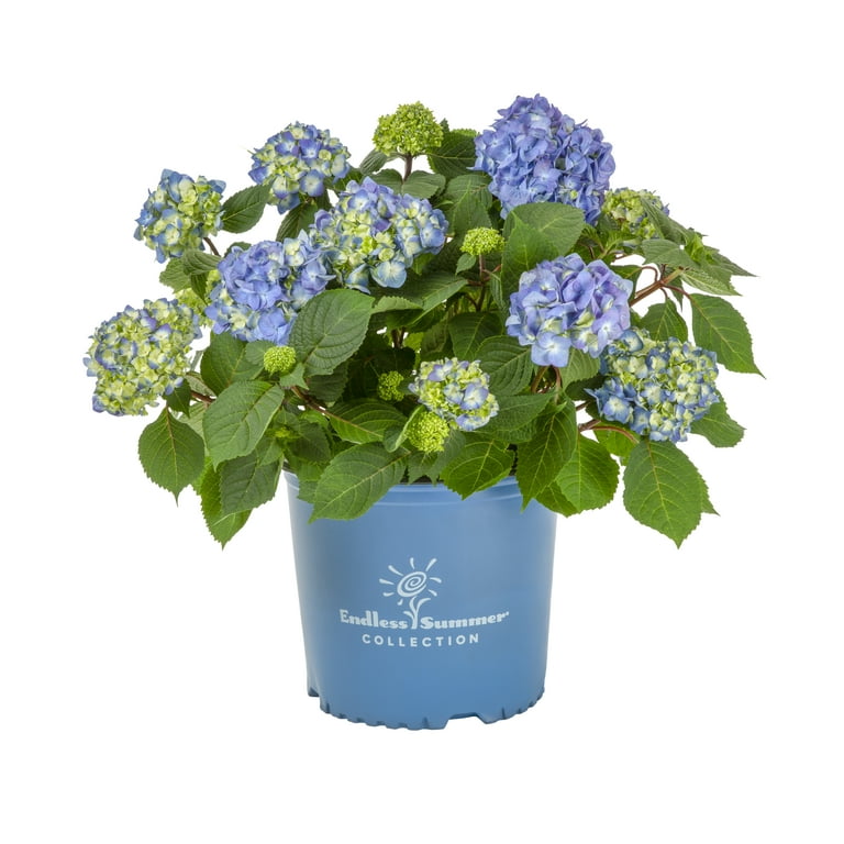 Endless Summer 3Gal Hydrangea Bloomstruck Live Shrub Grower