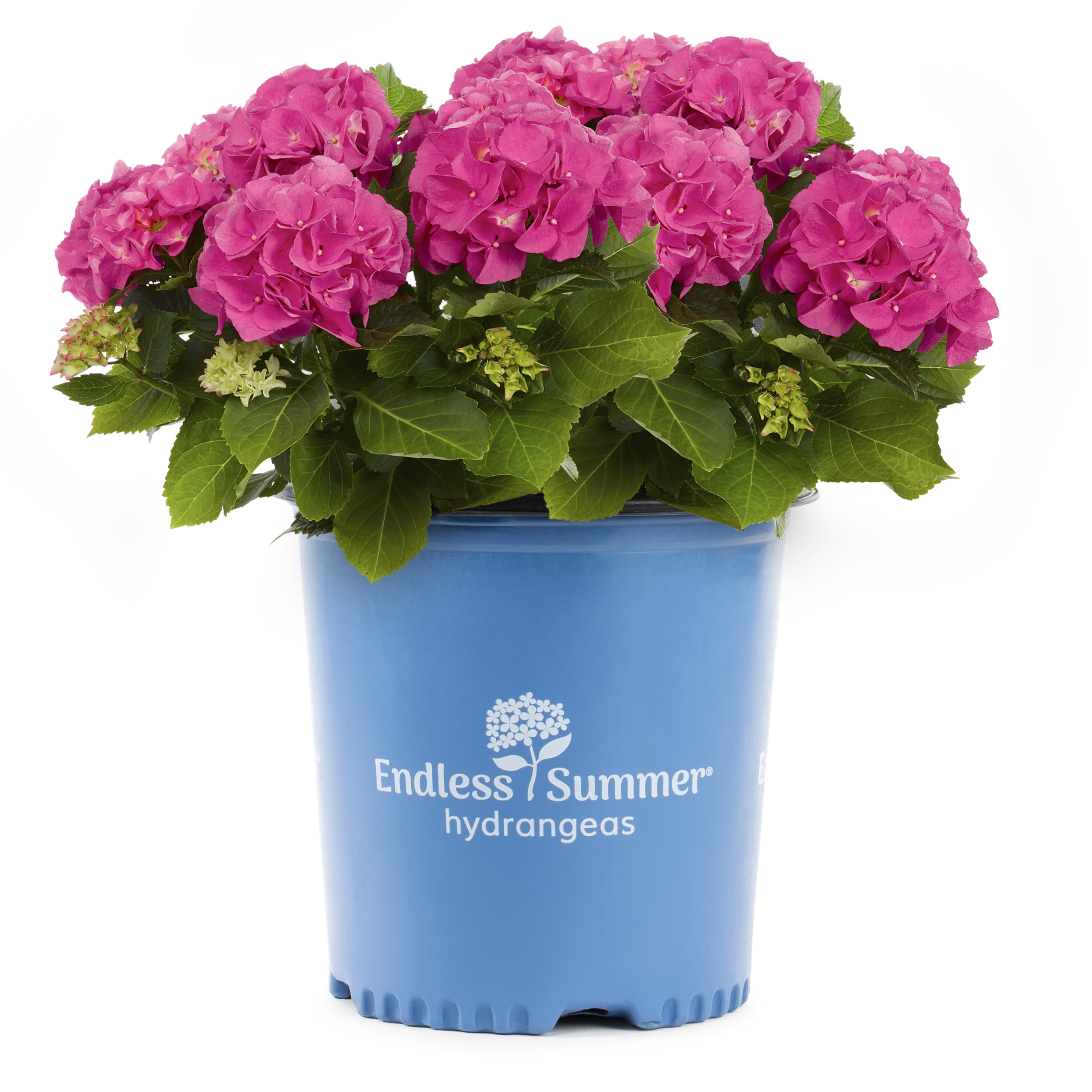 Endless Summer 3Gal Pink Purple Hydrangea Summer Crush Live Shrub Grower Pot Sun