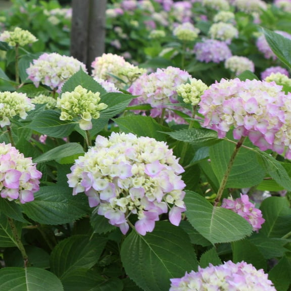 RedCrocus 'Endless Summer' Bigleaf Hydrangea- Vibrant Summer to Fall Blooms, Pollinator Attractant, Container Friendly, Non-Toxic, Deciduous Garden Shrub 3 Gallon