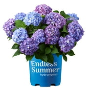 Endless Summer BloomStruck Reblooming Hydrangea Live Shrub in 1-Gallon Grower Pot