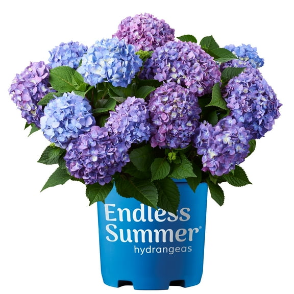 Endless Summer BloomStruck Reblooming Hydrangea Live Shrub in 1-Gallon Grower Pot