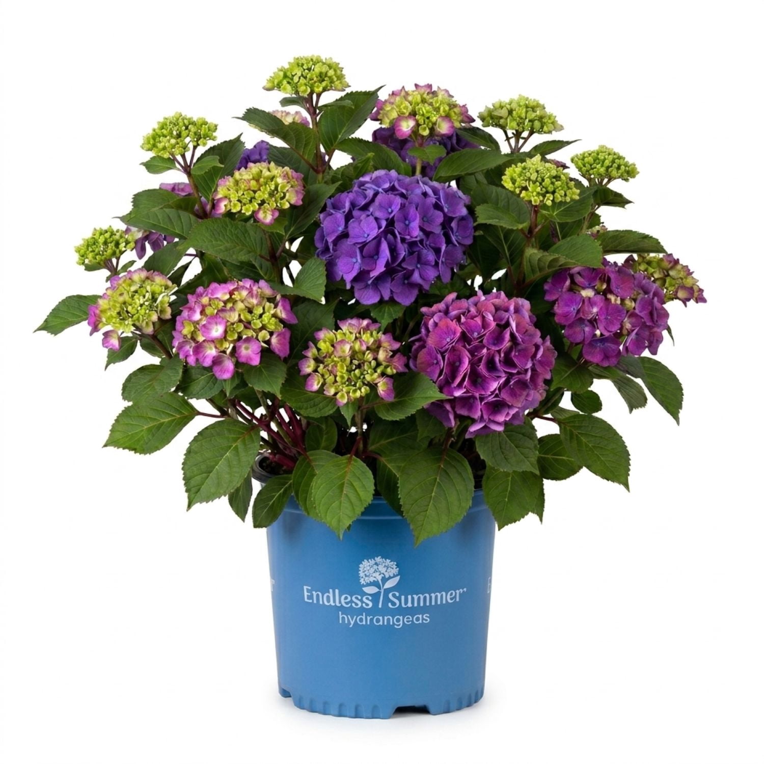 Endless Summer BloomStruck Reblooming Hydrangea Live Shrub in 2-Gallon Grower Pot