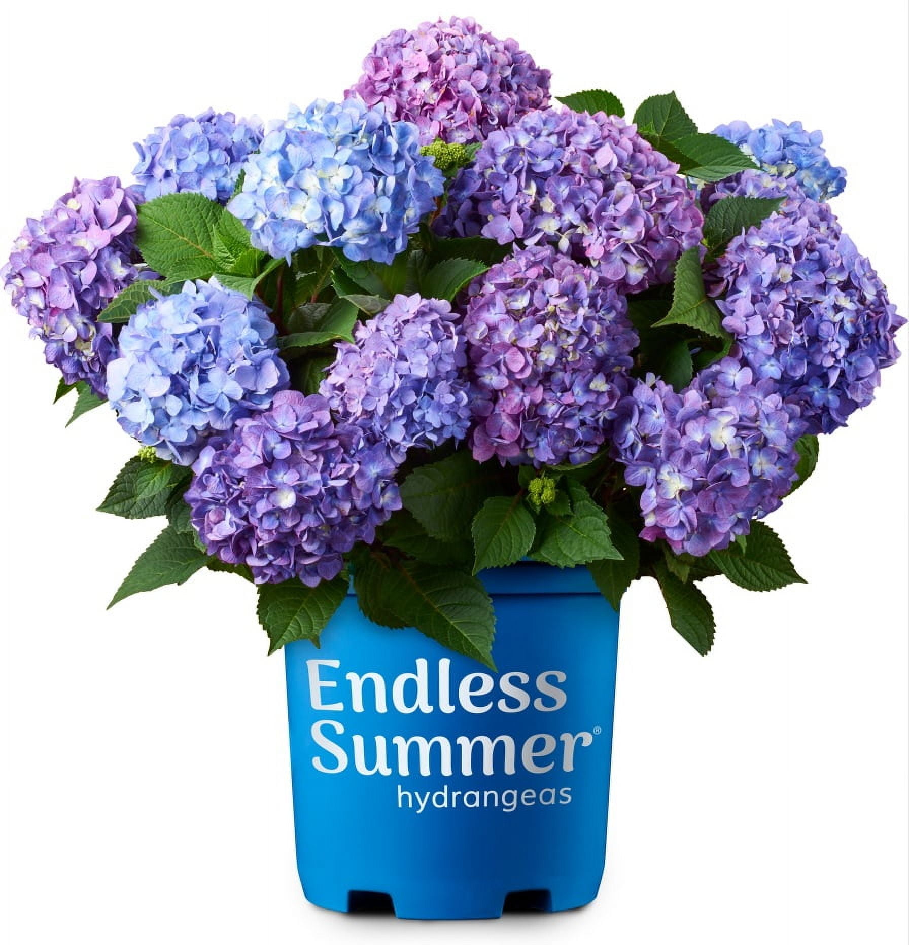 BloomStruck Endless Summer Hydrangea (3 Gallon) Flowering Deciduous Shrub with Vivid Rose-Pink or Purple Blooms - Part Shade Live Outdoor Plant