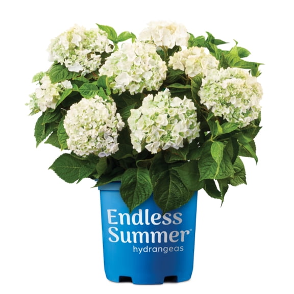 Endless Summer Blushing Bride Hydrangea - Hydrangea macrophylla 'Blushing Bride'