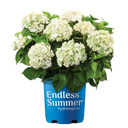 Endless Summer Blushing Bride Reblooming Hydrangea Live Shrub in 2-Gallon Grower Pot