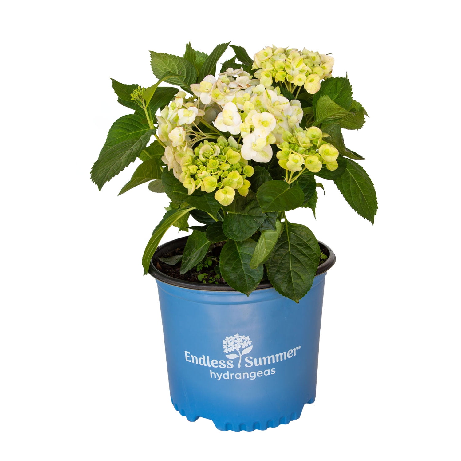 Endless Summer Blushing Bride Reblooming Hydrangea Live Shrub in 3-Gallon Grower Pot
