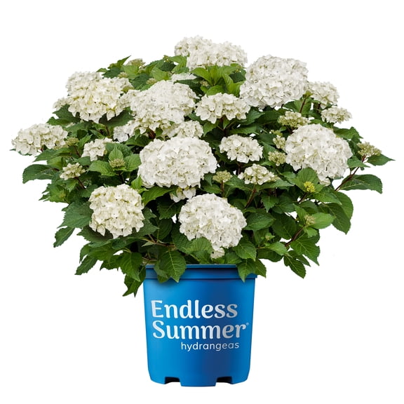 Endless Summer Hydrangea Dream Cloud Live Shrub (1 Gallon)