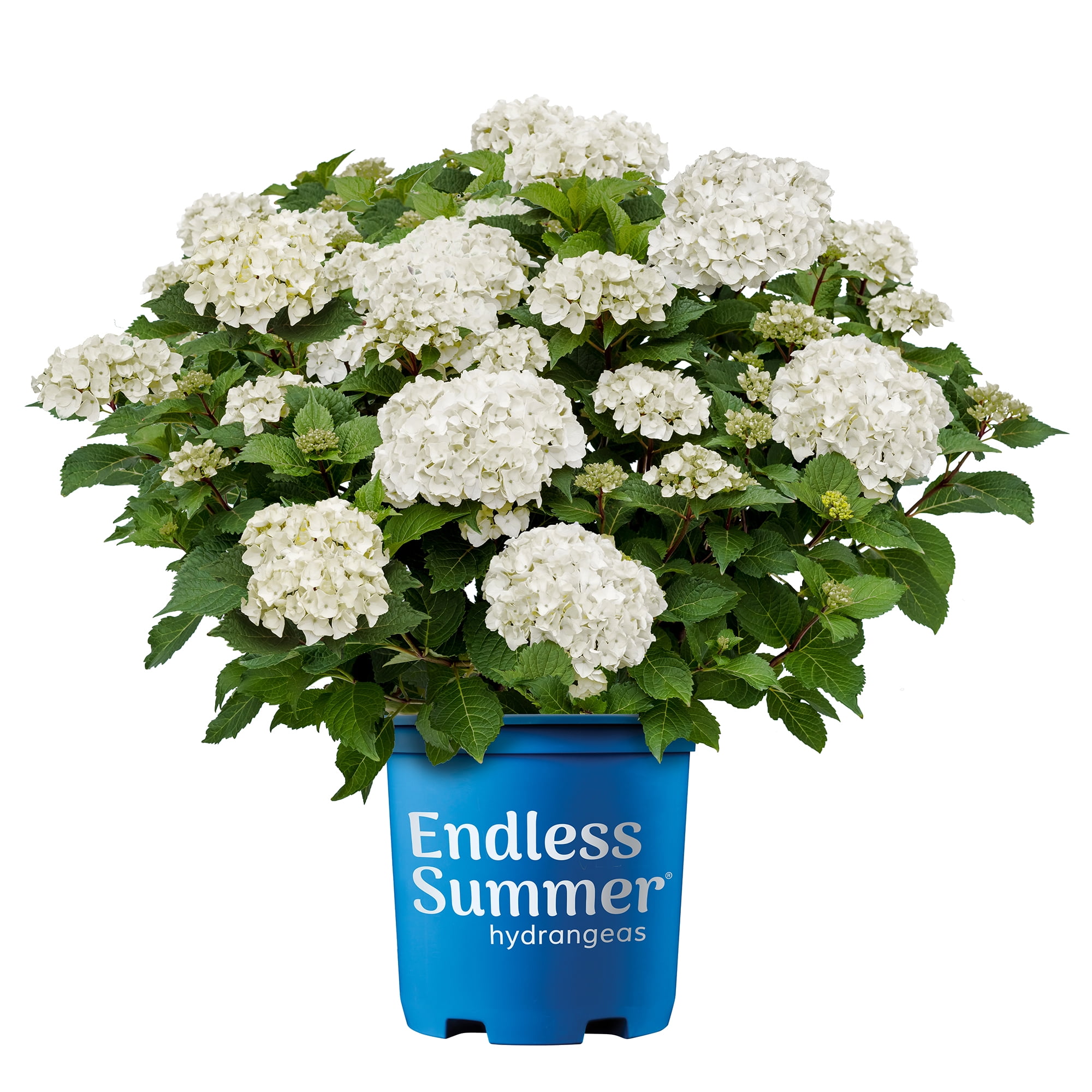Endless Summer Dream Cloud Reblooming Hydrangea Live Shrub in 2-Gallon Grower Pot