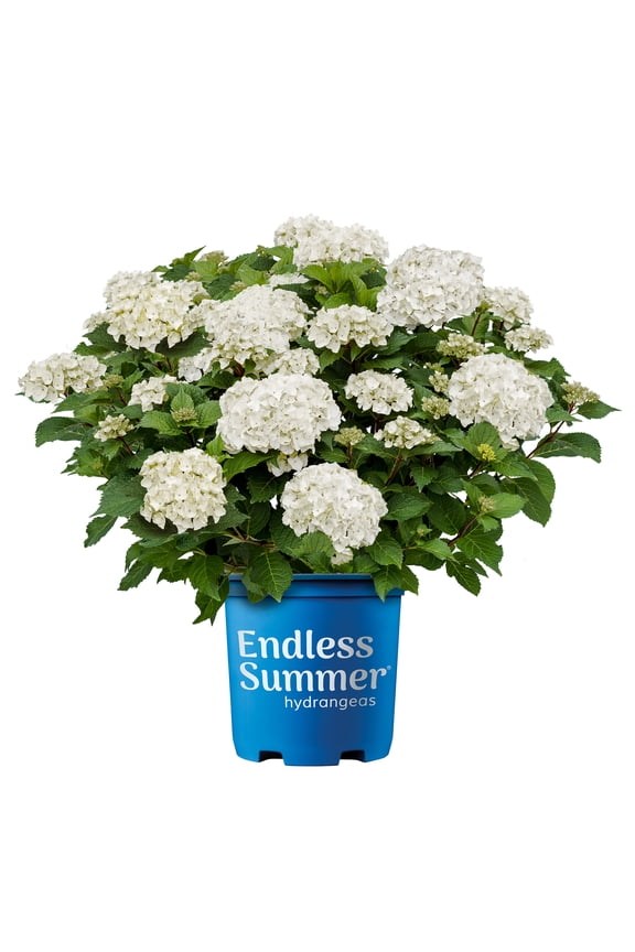 Hydrangea Dream Cloud Live Shrub (2 Gallon)