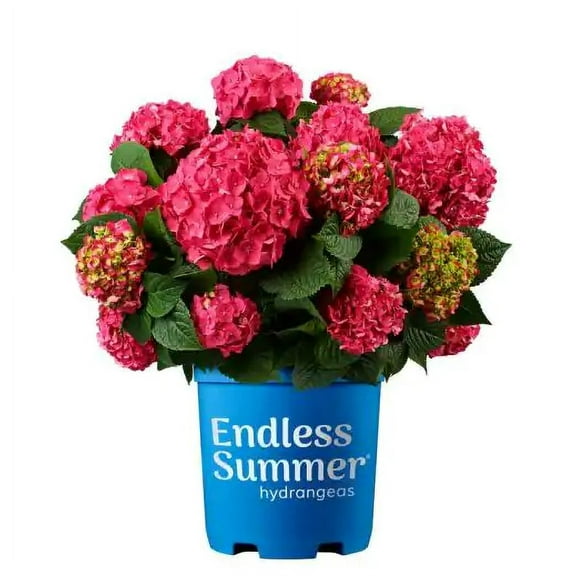 Summer Crush Hydrangea (2 Gallon) Flowering Shrub - Part Sun Live Outdoor Plant