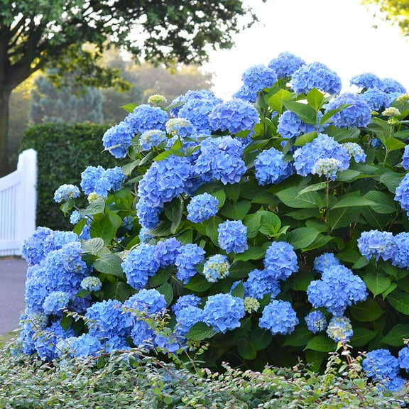Brighter Blooms - Endless Summer® The Original Reblooming Hydrangea, 1 gal - No Shipping to AK, AZ, HI