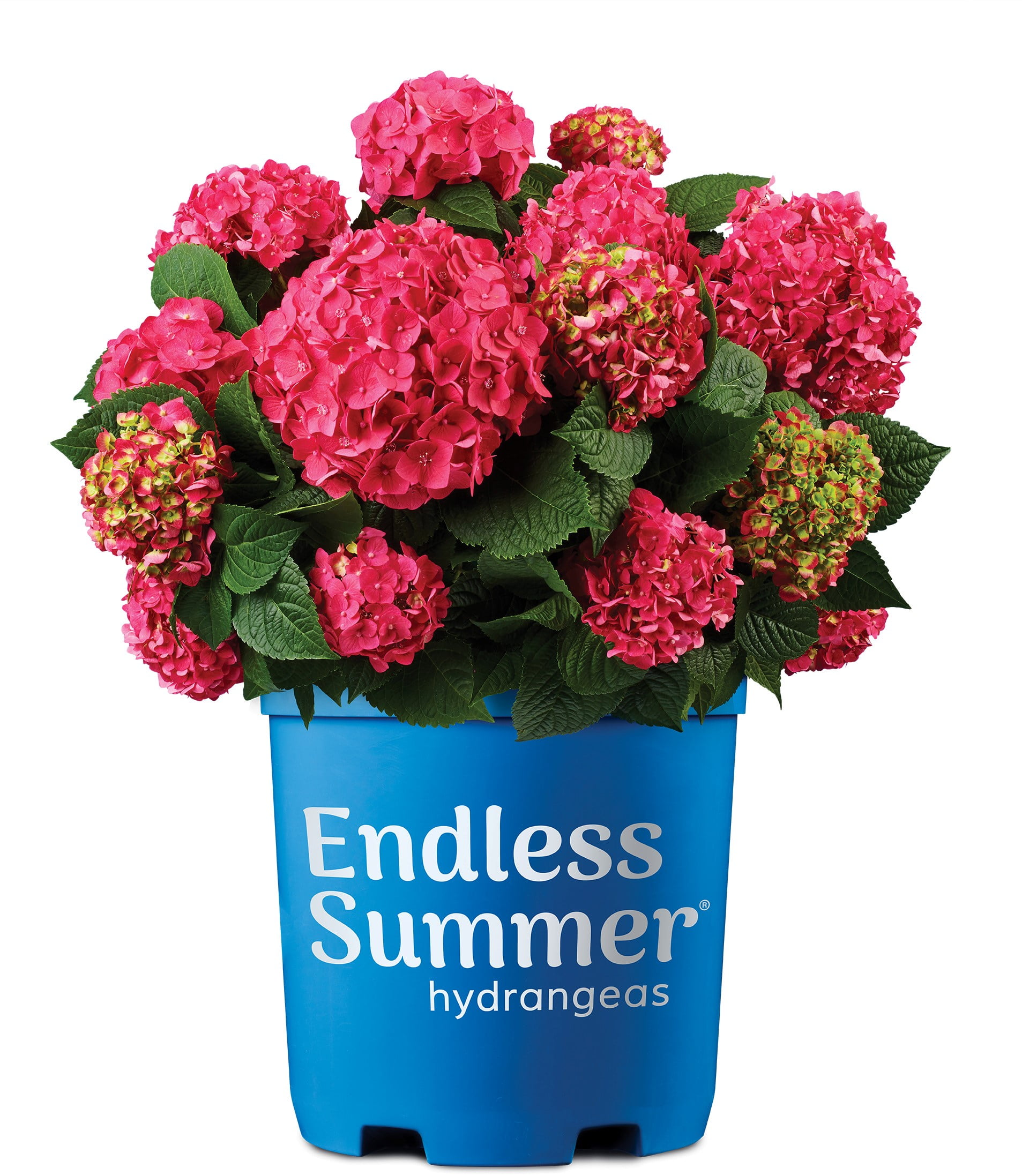 Endless Summer Pink Hydrangea Shrub, 18-24" Tall, Flowering Outdoor Plant