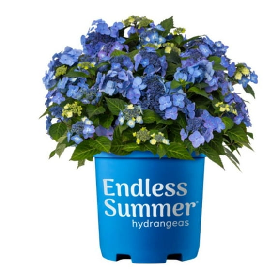 Endless Summer Pop Star Hydrangea ~ Hydrangea macrophylla 'Bailmaxsix' PP33,703 - 3 Gallon Pot, Live Deciduous Shrub, Reblooms, Part Sun, Outdoor