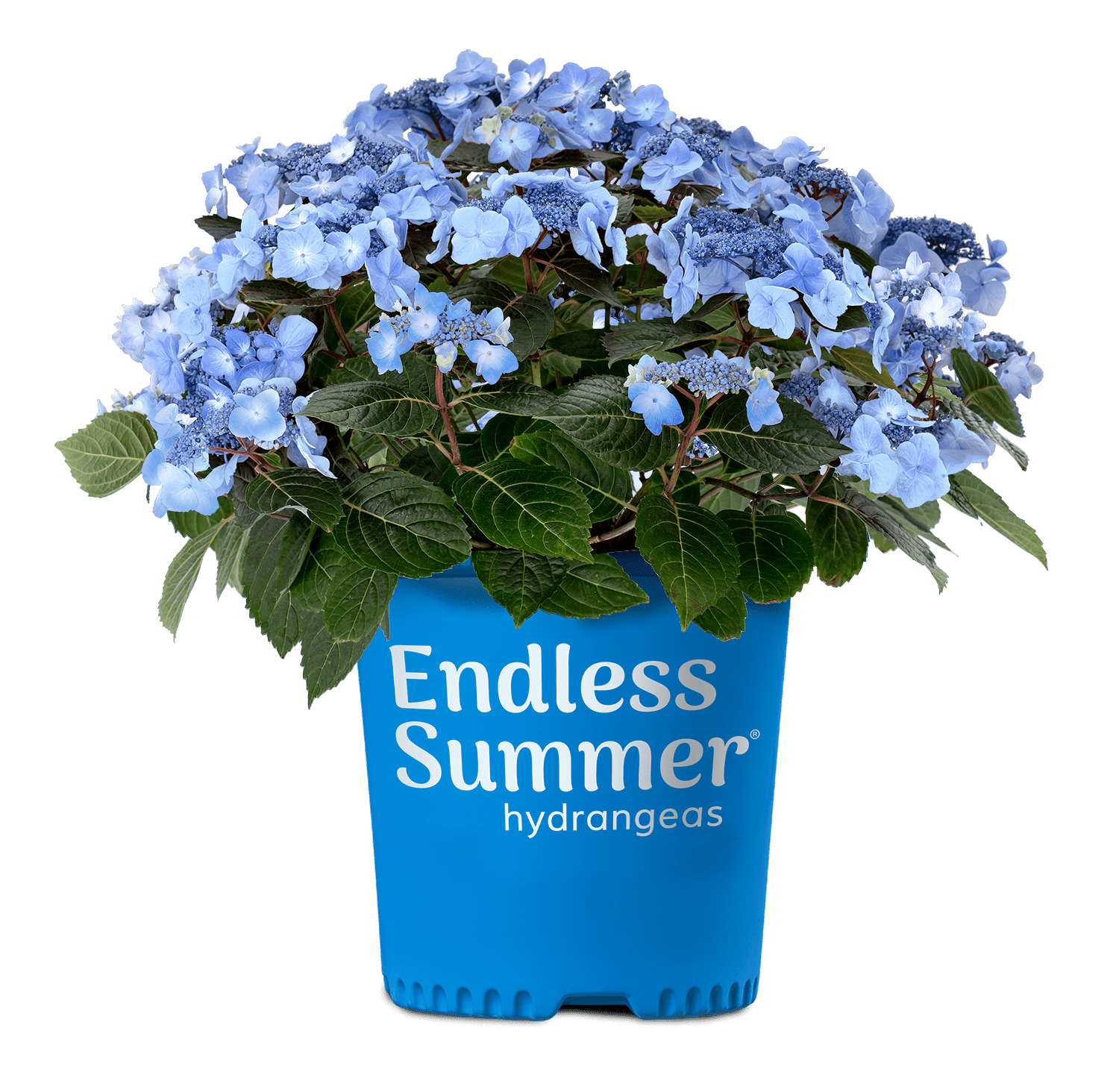 Endless Summer Pop Star Reblooming Hydrangea Live Shrub in 2