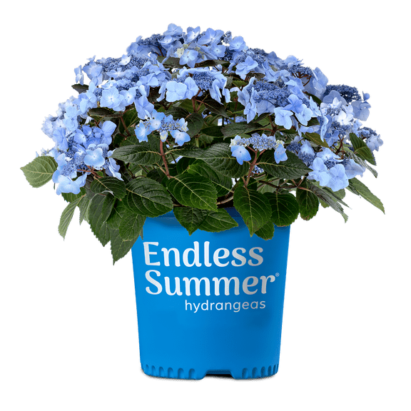 Endless Summer Pop Star Reblooming Hydrangea Live Shrub in 2-Gallon Grower Pot