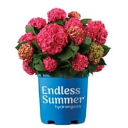 Endless Summer Summer Crush Reblooming Hydrangea Live Shrub in 1-Gallon Grower Pot