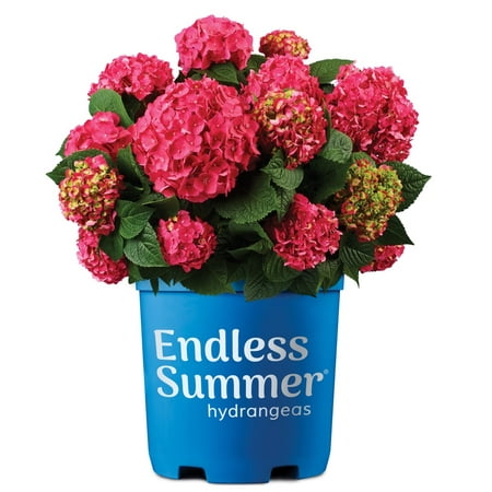 Endless Summer Summer Crush Reblooming Hydrangea Live Shrub in 2-Gallon Grower Pot