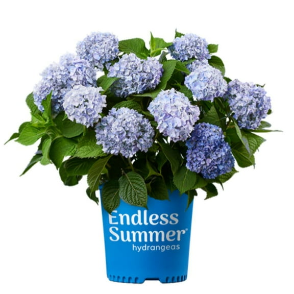 Endless Summer The Original Hydrangea - Hydrangea macrophylla 'Bailmer