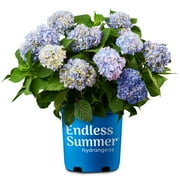 Endless Summer The Original Reblooming Hydrangea Live Shrub in 2-Gallon Grower Pot
