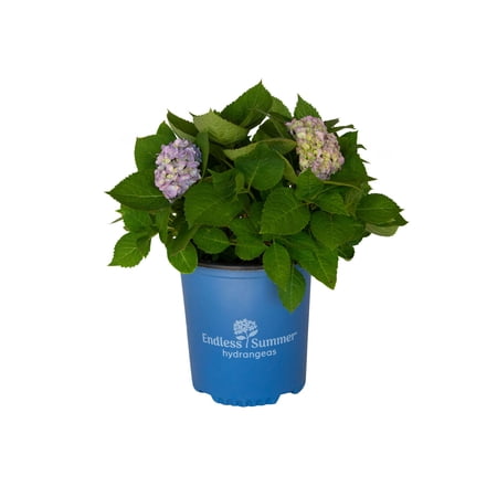 Endless Summer The Original Reblooming Hydrangea Live Shrub in 2-Gallon Grower Pot