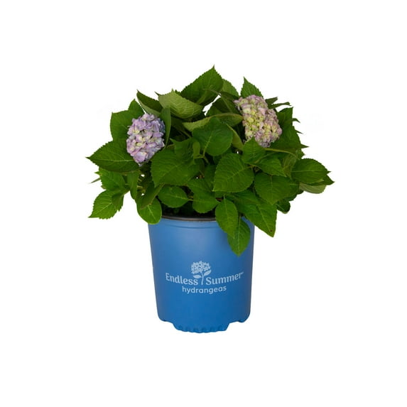 Endless Summer The Original Reblooming Hydrangea Live Shrub in 2-Gallon Grower Pot