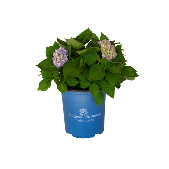 Endless Summer The Original Reblooming Hydrangea Live Shrub in 2-Gallon Grower Pot