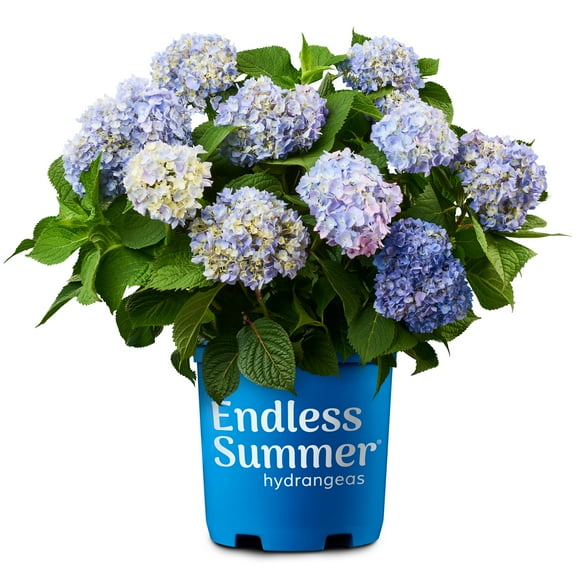 Endless Summer The Original Reblooming Hydrangea Live Shrub in 3-Gallon Grower Pot