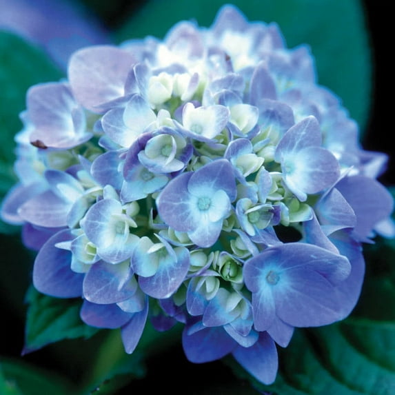 Endless Summer The Original Reblooming Hydrangea Live Shrub in 3-Gallon Grower Pot