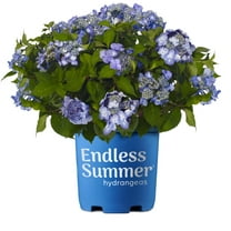Endless Summer Twist-n-Shout Reblooming Hydrangea Live Shrub in 1-Gallon Grower Pot