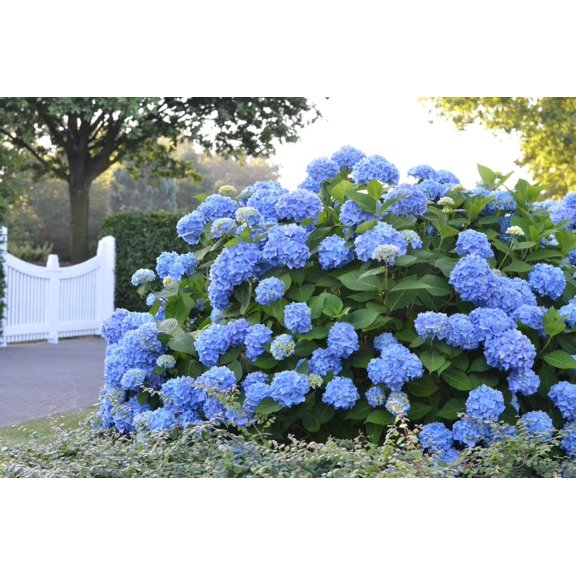 Endless Summer Hydrangea (2 Gallon) Flowering Shrub - Part Sun Live Outdoor Plant