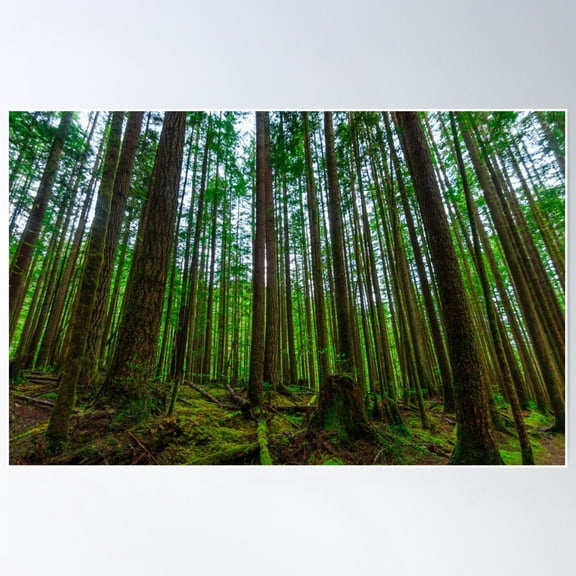 Endor Poster, 12x18 UNFRAMED