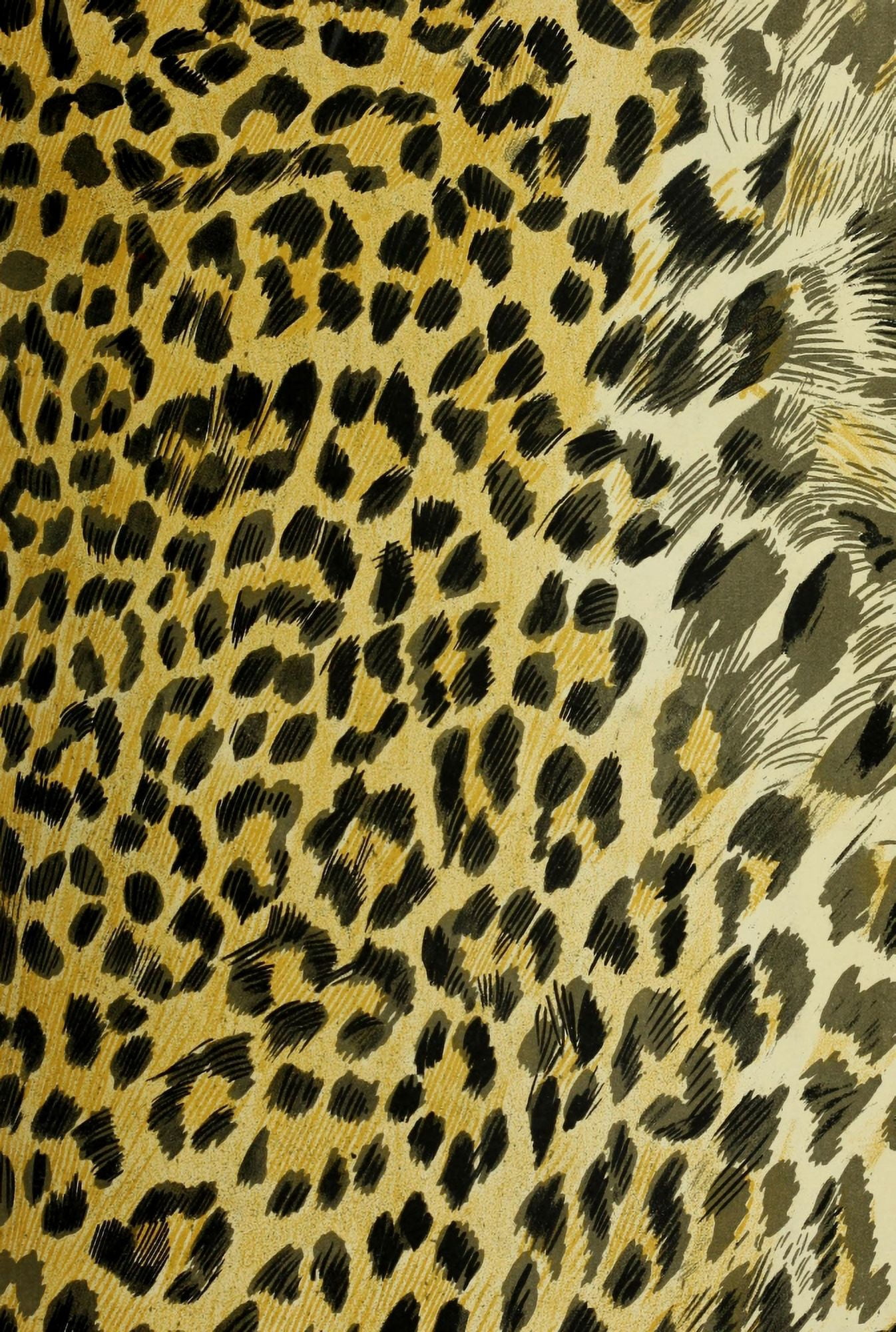 Endpaper British Central Africa 1897 Leopard print 2 Canvas Art - (24 x 36)