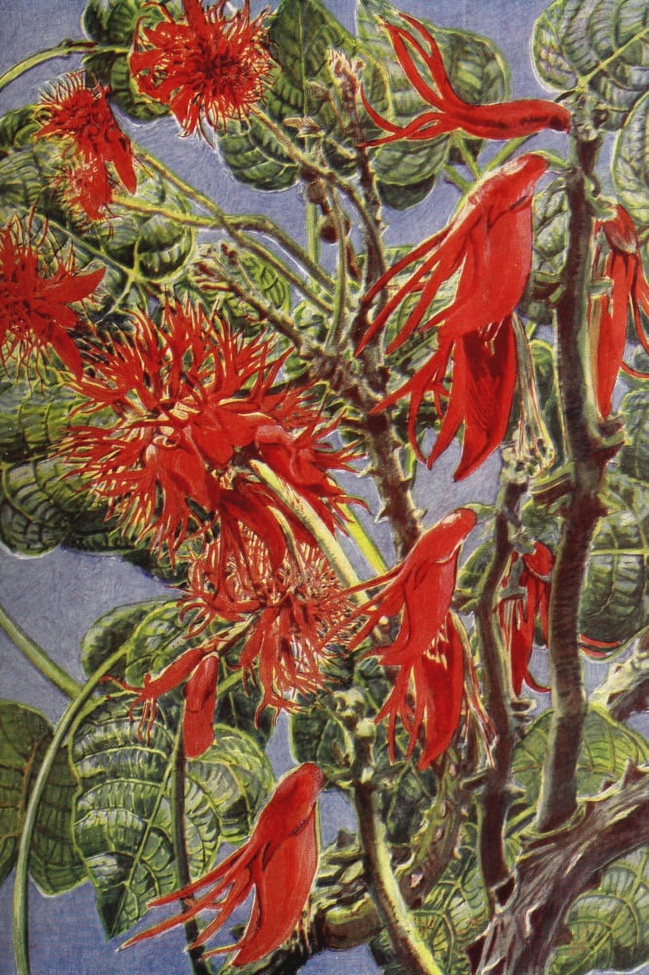 Endpaper The Uganda Protectorate 1902 Flora Canvas Art -  (24 x 36)