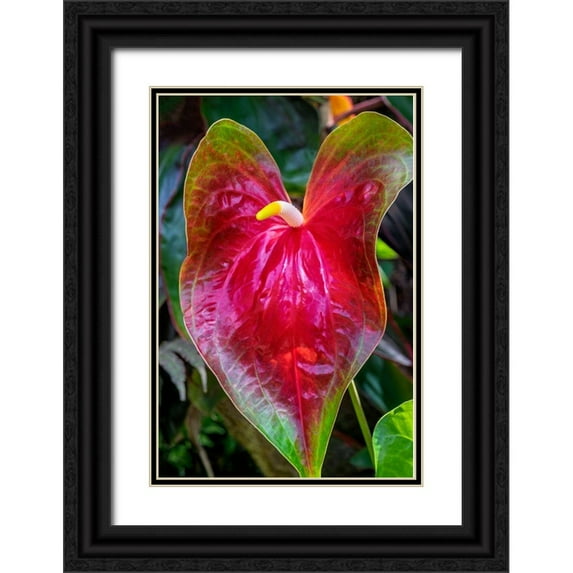 Engelbrecht, Jim 11x14 Black Ornate Wood Framed with Double Matting Museum Art Print Titled - Anthurium