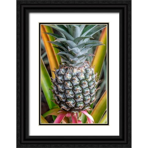 Engelbrecht, Jim 11x14 Black Ornate Wood Framed with Double Matting Museum Art Print Titled - Pineapple plant
