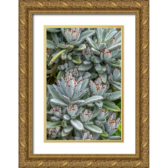 Engelbrecht, Jim 11x14 Gold Ornate Wood Framed with Double Matting Museum Art Print Titled - Chocolate Soldier Kalanchoe
