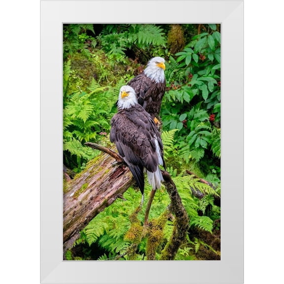 Engelbrecht, Jim 11x14 White Modern Wood Framed Museum Art Print Titled - Bald Eagle-Anan Creek-Wrangell-Alaska-USA