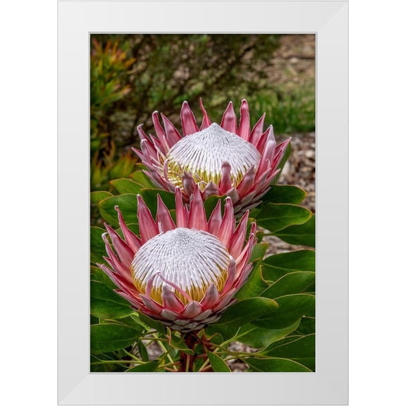Engelbrecht, Jim 11x14 White Modern Wood Framed Museum Art Print Titled - King Protea flower