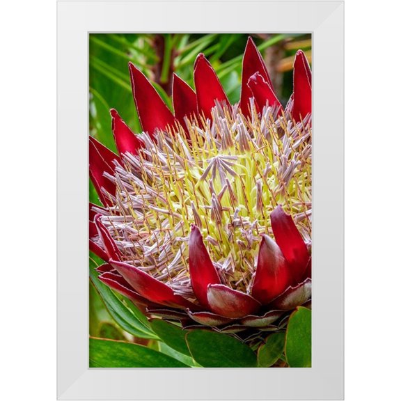 Engelbrecht, Jim 11x14 White Modern Wood Framed Museum Art Print Titled - King Protea flower