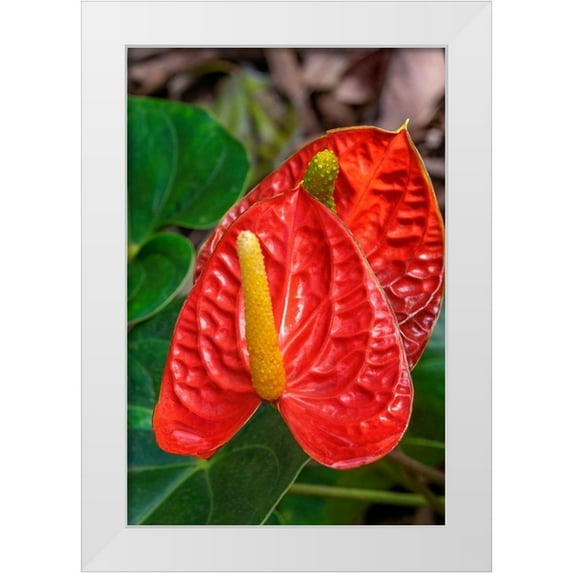 Engelbrecht, Jim 13x18 White Modern Wood Framed Museum Art Print Titled - Anthurium