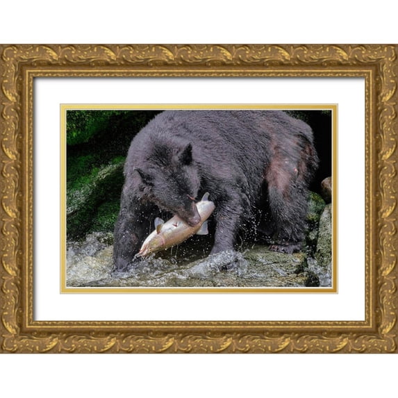 Engelbrecht, Jim 14x11 Gold Ornate Wood Framed with Double Matting Museum Art Print Titled - Black Bear-Salmon run-Anan Creek-Wrangell-Alaska-USA