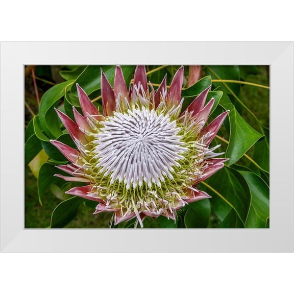 Engelbrecht, Jim 14x11 White Modern Wood Framed Museum Art Print Titled - King Protea flower
