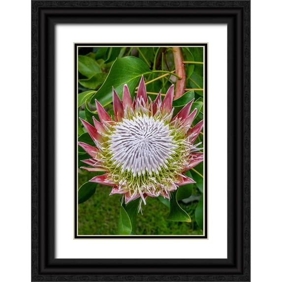 Engelbrecht, Jim 17x24 Black Ornate Wood Framed with Double Matting Museum Art Print Titled - King Protea flower