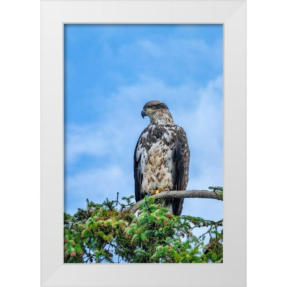 Engelbrecht, Jim 17x24 White Modern Wood Framed Museum Art Print Titled - Bald Eagle-Alaska-USA