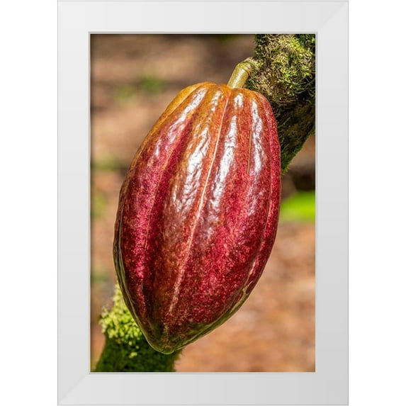 Engelbrecht, Jim 17x24 White Modern Wood Framed Museum Art Print Titled - Cacao fruit