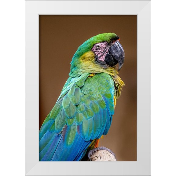 Engelbrecht, Jim 17x24 White Modern Wood Framed Museum Art Print Titled - The Dominican green-and-yellow macaw